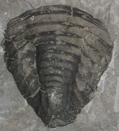 Trimerus Trilobite Tail - New York #68557